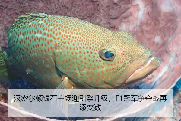 汉密尔顿银石主场迎引擎升级，F1冠军争夺战再添变数